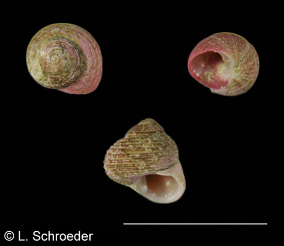 貝殻 Oocorys Lussii 貝殻 Oocorys Lussii
